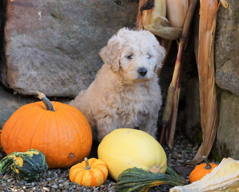 Mini Goldendoodle For Sale Millersburg, OH Female- Daisy