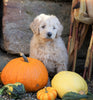 Mini Goldendoodle For Sale Millersburg, OH Female- Daisy