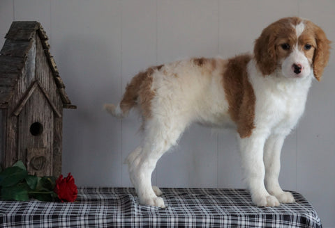 F1B Mini Labradoodle For Sale Millersburg, OH Female- Fancy