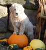 Mini Goldendoodle For Sale Millersburg, OH Female- Daisy