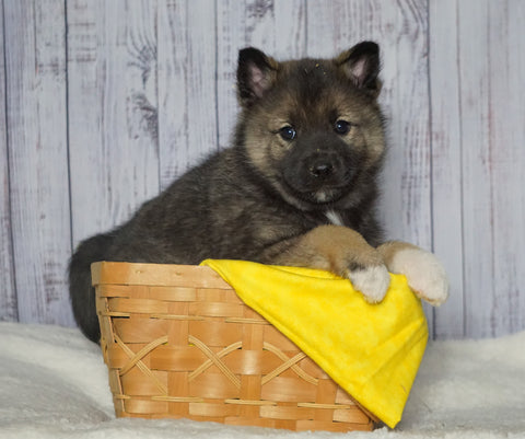 Norwegian Elkhound Hybrid For Sale Adamsville, OH Female - Trixie