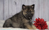 Norwegian Elkhound Hybrid For Sale Adamsville, OH Female - Trixie