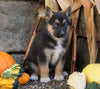 German Shepherd/ Siberian Husky Mix For Sale Millersburg, OH Female- Tinker