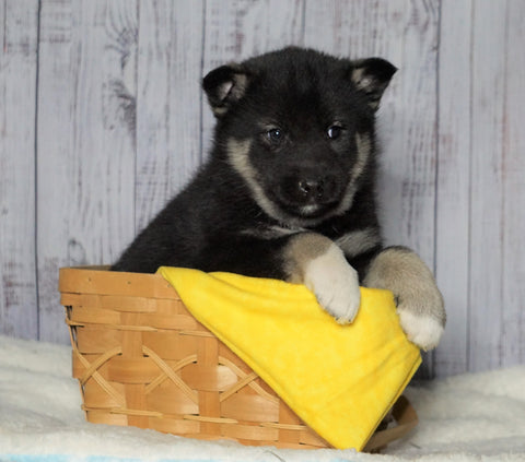 Norwegian Elkhound Hybrid For Sale Adamsville, OH Female - Allie