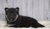 Norwegian Elkhound Hybrid For Sale Adamsville, OH Female - Allie