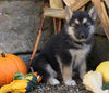 German Shepherd/ Siberian Husky Mix For Sale Millersburg, OH Female- Pumpkin