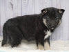 Norwegian Elkhound Hybrid For Sale Adamsville, OH Female - Allie