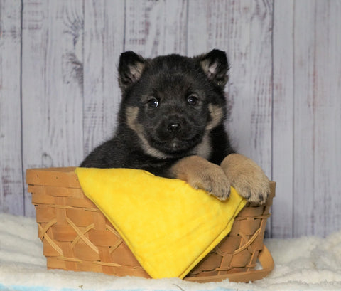 Norwegian Elkhound Hybrid For Sale Adamsville, OH Female - Zoey