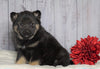 Norwegian Elkhound Hybrid For Sale Adamsville, OH Female - Zoey