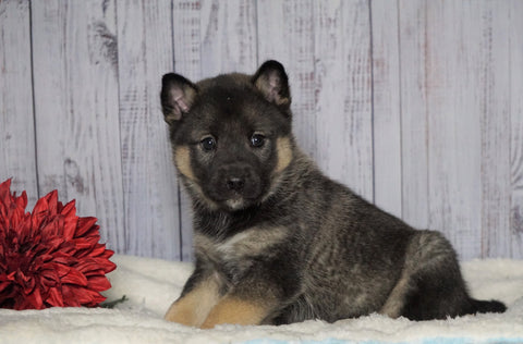 Norwegian Elkhound Hybrid For Sale Adamsville, OH Female - Lulu