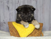 Norwegian Elkhound Hybrid For Sale Adamsville, OH Male - Sarge