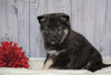 Norwegian Elkhound Hybrid For Sale Adamsville, OH Male - Sarge