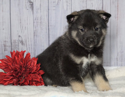 Norwegian Elkhound Hybrid For Sale Adamsville, OH Male - Sarge