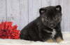Norwegian Elkhound Hybrid For Sale Adamsville, OH Male - Smarty