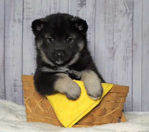 Norwegian Elkhound Hybrid For Sale Adamsville, OH Male - Brummi