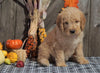 F1B Medium Labradoodle For Sale Millersburg, OH Male- Twix