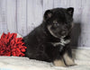 Norwegian Elkhound Hybrid For Sale Adamsville, OH Male - Brummi