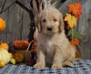 F1B Medium Labradoodle For Sale Millersburg, OH Male- Twix