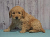 Mini Goldendoodle For Sale Fresno, OH Male - Maverick