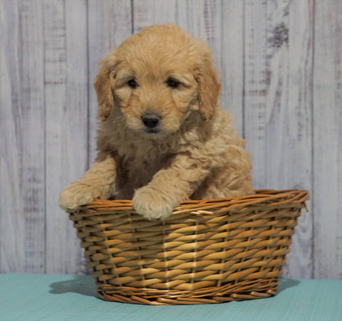 Mini Goldendoodle For Sale Fresno, OH Male - Maverick