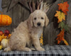 F1B Medium Labradoodle For Sale Millersburg, OH Female- Gum Drop