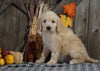 F1B Medium Labradoodle For Sale Millersburg, OH Female- Gum Drop