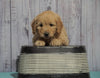 Mini Goldendoodle For Sale Fresno, OH Male - Maverick