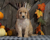 F1B Medium Labradoodle For Sale Millersburg, OH Female- Taffy