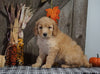 F1B Medium Labradoodle For Sale Millersburg, OH Female- Taffy
