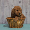 Mini Goldendoodle For Sale Fresno, OH Male - Max