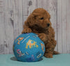 Mini Goldendoodle For Sale Fresno, OH Male - Max