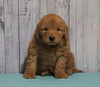 Mini Goldendoodle For Sale Fresno, OH Male - Max