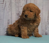 Mini Goldendoodle For Sale Fresno, OH Male - Max