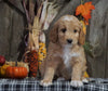 F1B Medium Labradoodle For Sale Millersburg, OH Female- Starburst