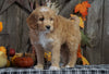 F1B Medium Labradoodle For Sale Millersburg, OH Female- Starburst