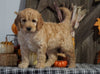F1B Medium Labradoodle For Sale Millersburg, OH Female- Tic Tac
