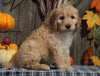 F1B Medium Labradoodle For Sale Millersburg, OH Female- Tic Tac