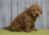 Mini Goldendoodle For Sale Fresno, OH Male - Mickey