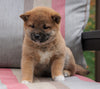 AKC Registered Shiba Inu For Sale Dundee, OH Female- Allie