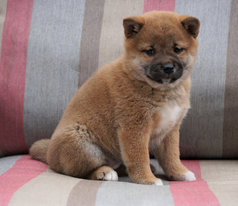 AKC Registered Shiba Inu For Sale Dundee, OH Female- Allie