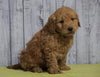 Mini Goldendoodle For Sale Fresno, OH Male - Mickey