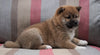 AKC Registered Shiba Inu For Sale Dundee, OH Male- Teddy