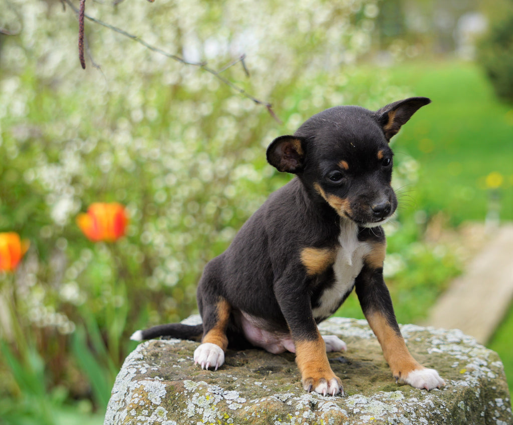 Toy Fox Terrier For Sale Apple Creek, OH Male Murphy AC Puppies LLC