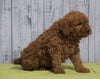 Mini Goldendoodle For Sale Fresno, OH Female - Amber