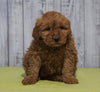 Mini Goldendoodle For Sale Fresno, OH Female - Amber