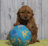 Mini Goldendoodle For Sale Fresno, OH Female - Amber