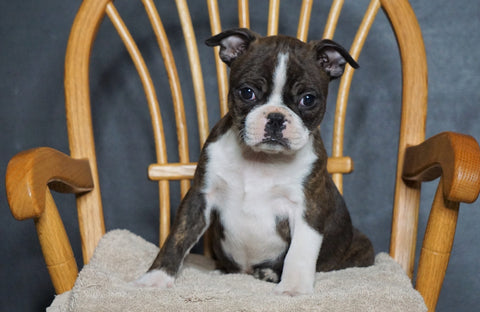AKC Registered Boston Terrier For Sale Fredericksburg, OH Female- Gracie