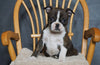 AKC Registered Boston Terrier For Sale Fredericksburg, OH Female- Gracie