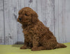Mini Goldendoodle For Sale Fresno, OH Female - Amber