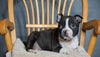 AKC Registered Boston Terrier For Sale Fredericksburg, OH Female- Gabby